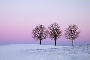 Drie bomen met een roze lucht en sneeuw van Inge van Zijl