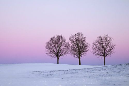 Trois arbres avec un ciel rose et de la neige
