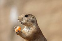 Chien de Prarie avec carotte