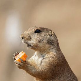 Cute prairyhound eating a carrot by Martin Smit