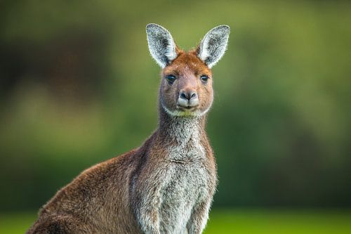 Portret van een Westelijke grijze reuzenkangoeroe 