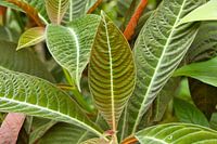 Tropical plant with large leaves and veins