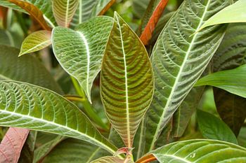 Tropische Pflanze mit großen Blättern und Adern