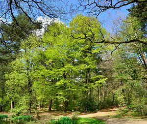 Forêt au printemps