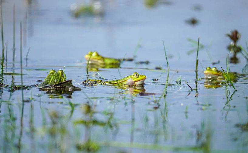 Groene Kikkers in een Poel van KVPicturess
