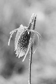 Iced thistle by Flatfield