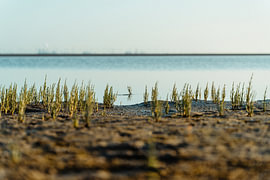 Samphire on Leybucht Bay in the evening light by Catrin Grabowski