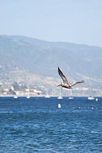 Fliegender Pelikan in Santa Barbara - USA