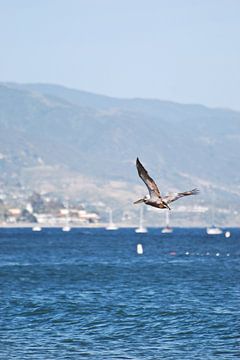 Vliegende Pelicaan in Santa Barbara - USA van RB-Photography