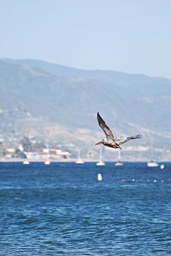 Vliegende Pelicaan in Santa Barbara - USA