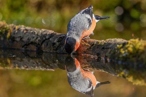 Goudvink man van Ben Bokeh