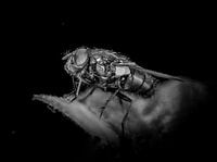 Mouche en noir et blanc sur une feuille