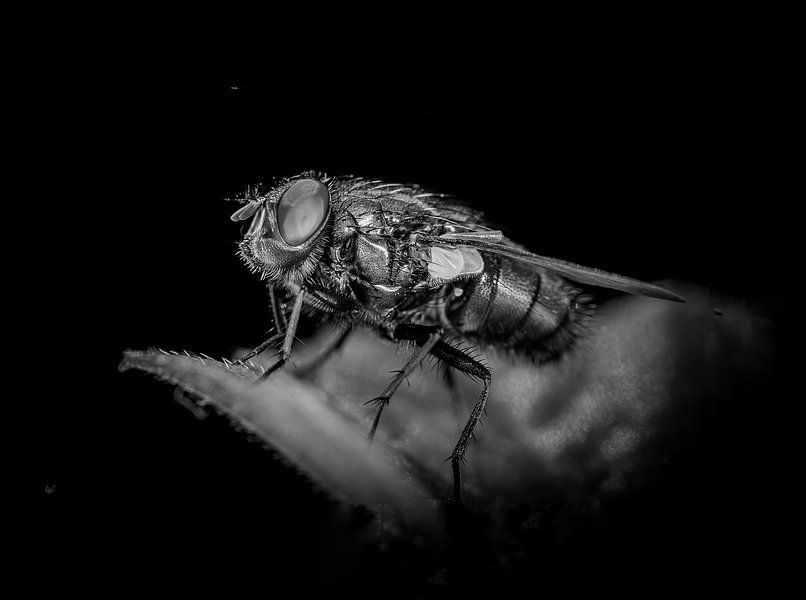 Schwarz-weiße Fliege auf Blatt von Kees Goethart