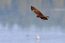 Reed Willow by Karin Jähne