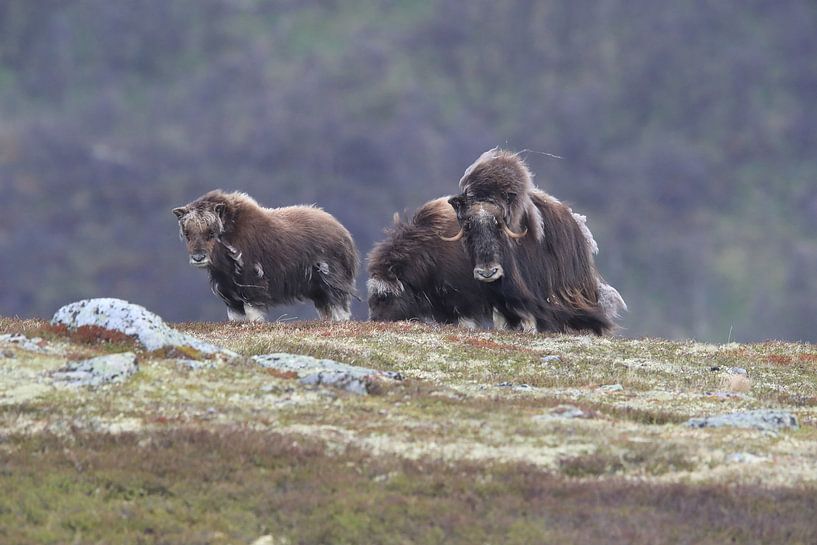 Musk Ox Dovrefjell, Norway by Frank Fichtmüller