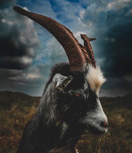 Mysterious Goat with Horns: A Sober, Intriguing Look at an Animal in its Natural Environment