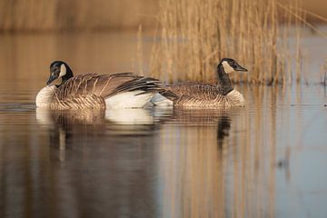 Morning tranquillity on the water