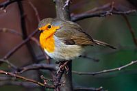 Rotkehlchen auf einem Ast