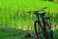 Fiets in het hoge gras