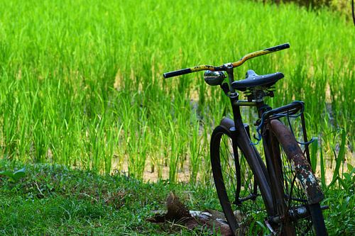 Fiets in het hoge gras