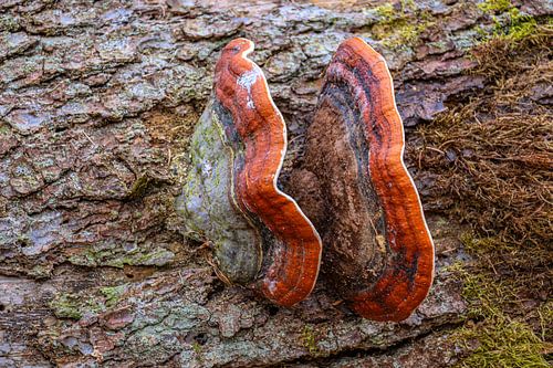Afbraakproces in het naaldbos