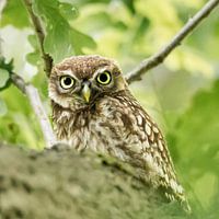 Stone owl, what eyes!