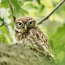 Stone owl, what eyes! by Bert Huisman