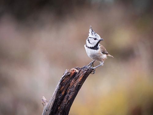 Crested tit as a model