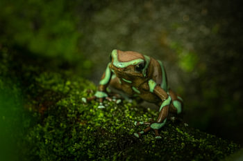 Bruin met groen gestreepte gifpijl kikker