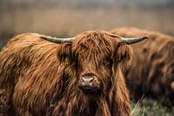 Schotse Hooglanders in het wild van Bas Fransen thumbnail