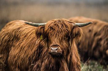 Schotse Hooglanders in het wild