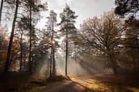 Sunbeams