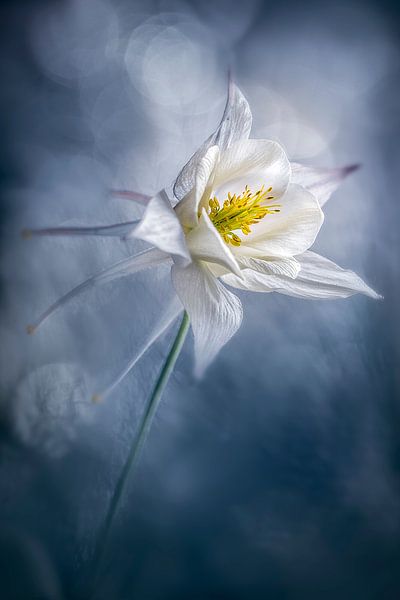 Alive by Luc Toegaert