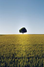 Single tree in the field by Christian Klös