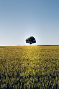 Allein stehender Baum im Feld von Christian Klös