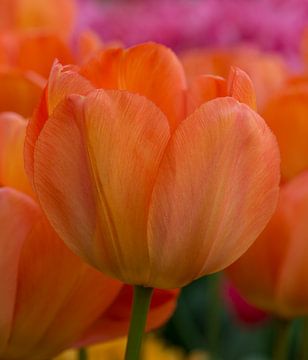 Tulip by Johanna Blankenstein