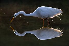 Great White Egret (Ardea alba) by AGAMI Photo Agency