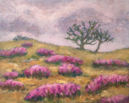 Heather in Bloom in the Dunes