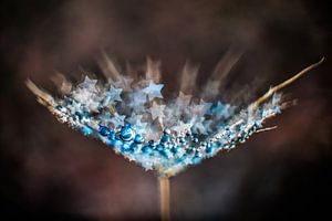 Tropfen auf Flaum mit Bokeh