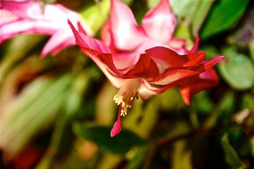 Red Beauty