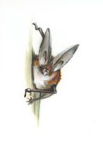 The great eavesdropper - Brown long-eared bat (Plecotus auritus)