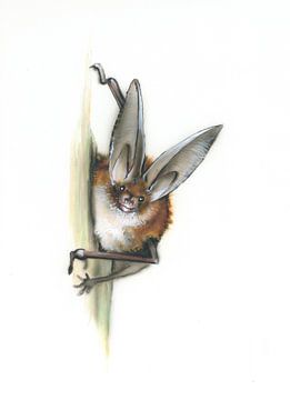 Die große Lauscherin – Braunes Langohr (Plecotus auritus)