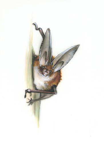 Die große Lauscherin – Braunes Langohr (Plecotus auritus) von WeltReisender Magazin