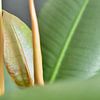 Rubberboom Ficus Robusta van Philipp Klassen