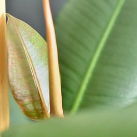 Rubber tree Ficus Robusta by Philipp Klassen