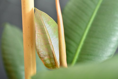 Rubberboom Ficus Robusta van Philipp Klassen