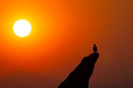 The throne of the eagle: Guardian over the burning horizon by Timo Musiol