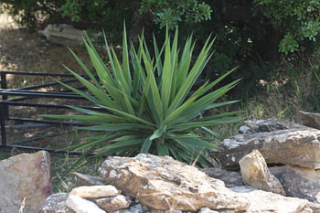 Plant