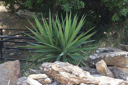 Plant