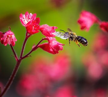 Makro einer fliegenden Biene an einer roten Heuchera Blume von ManfredFotos